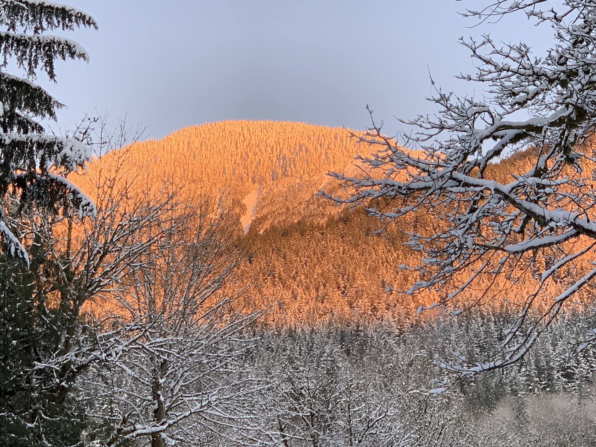 A snow-laden stand of evergreens in front of a hillside lit gold by a low winter sun, beneath a slate-grey sky.